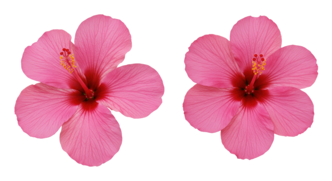 Pink hibiscus flowers, delicate petals, red center, with bright yellow stamens and anthers on black