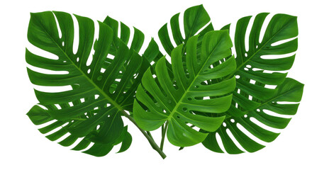 Lush monstera leaves display vibrant greens against a stark black background. Tropical vibe
