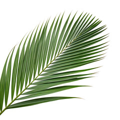 Obraz premium Coconut leaf isolated on a transparent background