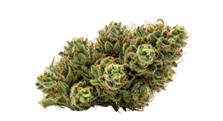 Dense, frosty green flower bud with orange pistils, isolated against a stark black background