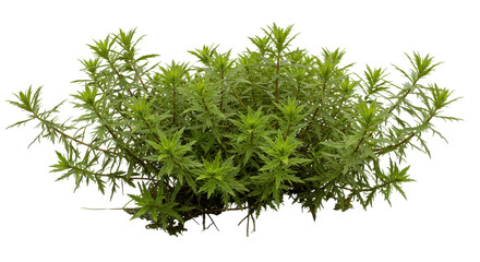 Lush green bush with small leaves and twiggy stems isolated against a transparent backdrop
