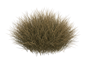 A tawny tuft of tussock grass against an inky abyss