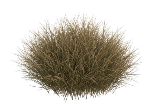 A tawny tuft of tussock grass against an inky abyss