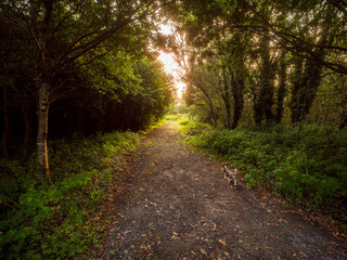 Fototapeta premium A path through a forest with a sun shining through the trees. The path is made of gravel and is surrounded by trees. Calm and surreal mood and feel. Nobody.