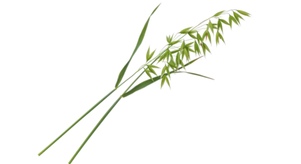 Green oat plant featuring stems, leaves and grains, isolated on a solid black background
