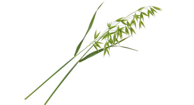 Green oat plant featuring stems, leaves and grains, isolated on a solid black background