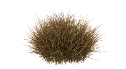 Tussock of dried grass, golden-brown, on black, detailed texture and wispy