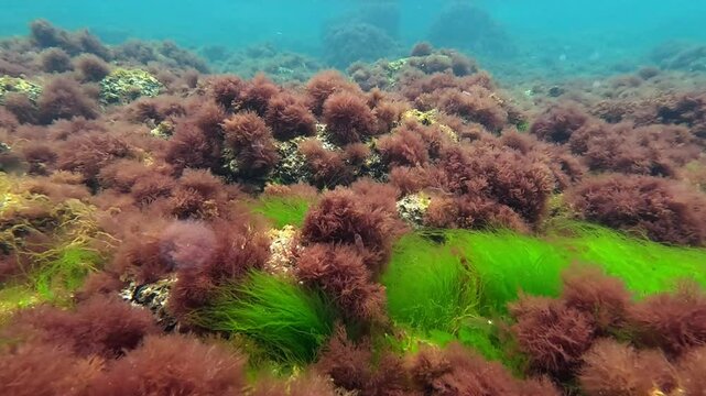 Black Sea algae, Red algae Porphyra and Ceramium, green Enteromorpha on rocks near the shore in the Black Sea in spring, Odessa