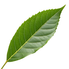 Lychee leaf isolated on a transparent background
