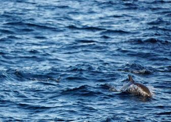 Fototapeta premium dolphin watching tour in mirissa