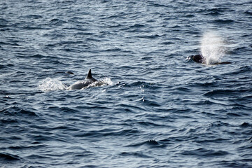 Naklejka premium pilot whale in the indian ocean