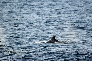 Fototapeta premium pilot whale in the indian ocean