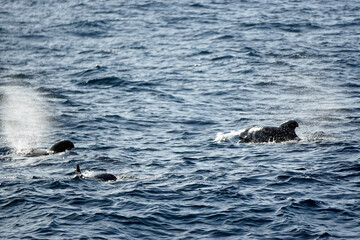 Naklejka premium pilot whale in the indian ocean