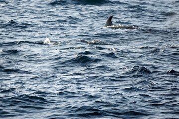 Obraz premium pilot whale in the indian ocean