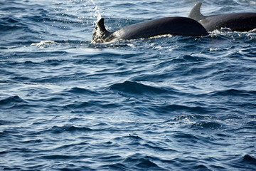 Fototapeta premium pilot whale in the indian ocean