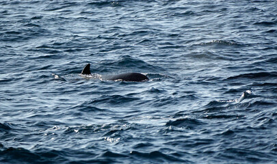 Obraz premium pilot whale in the indian ocean
