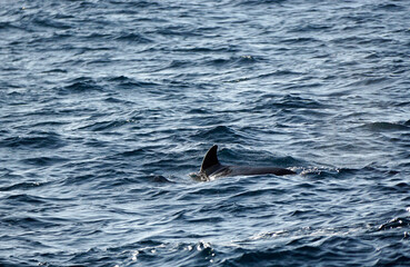 pilot whale in the indian ocean