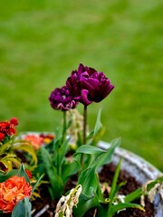 Fototapeta premium purple tulips