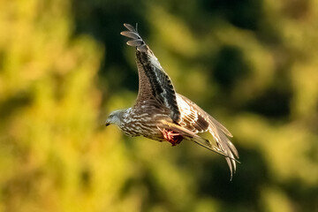 Red Kite (Milvus milvus)