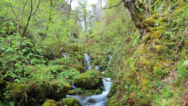 Mountain river inside a beech forest, Muniacos wood, Redes Natural Park, Asturias, Spain