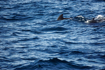 Fototapeta premium dolphin watching tour in mirissa