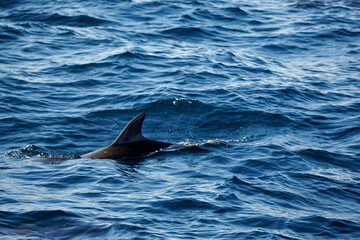 Fototapeta premium dolphin watching tour in mirissa