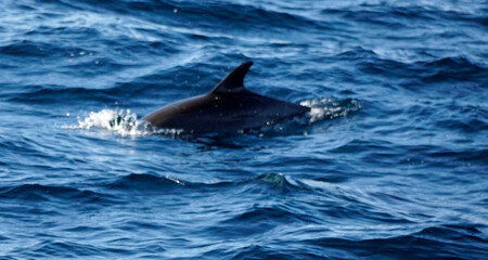 Fototapeta premium dolphin watching tour in mirissa