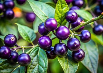 Deadly Nightshade Berries Close-Up: Identification Guide Stock Photo