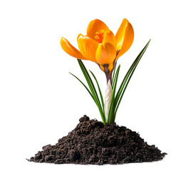 Obraz premium Isolated yellow tulip flower, a spring blossom with a vibrant yellow petal, stands against a nature transparent background