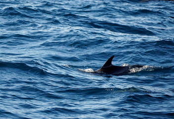 dolphin watching tour in mirissa
