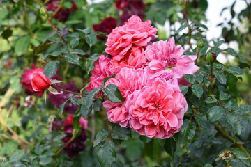 Fototapeta premium Beautiful pink rose flower closeup in garden, A very beautiful pink yellow rose flower bloomed on the rose tree, Rose flower closeup, bloom flowers, Natural spring flower floral background