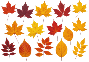 Autumns palette Leaves in vivid hues dance on a black canvas