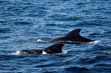 Fototapeta premium pilot whale in the indian ocean