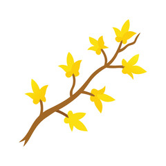 Forsythia branch in full bloom with yellow flowers vector illustration