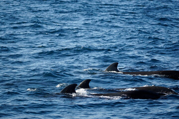 Naklejka premium pilot whale in the indian ocean