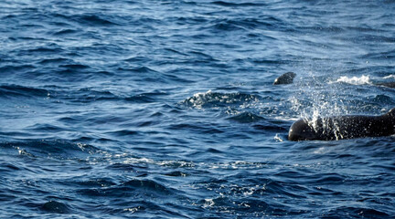 Obraz premium pilot whale in the indian ocean