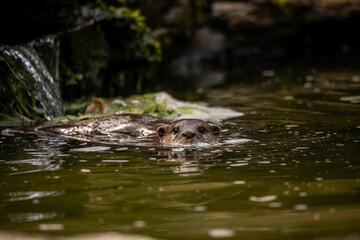 Asian short clawed otter swimming 