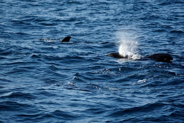 Fototapeta premium pilot whale in the indian ocean