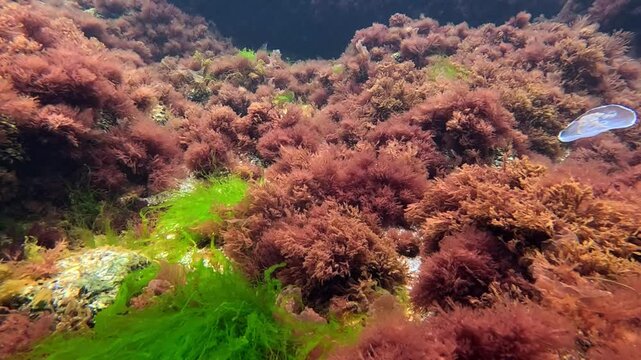 Black Sea algae, Red algae Porphyra and Ceramium, green Enteromorpha on rocks near the shore in the Black Sea in spring, Odessa