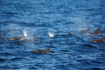 Fototapeta premium pilot whale in the indian ocean