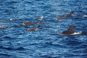 Fototapeta premium sperm whale in the indian ocean