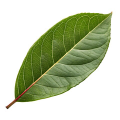 Obraz premium Pomegranate leaf isolated on a transparent background