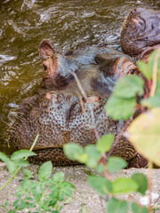 Hippopotamus lounging in zoo pool with concrete edge and green leaves concept of wild animal behavior