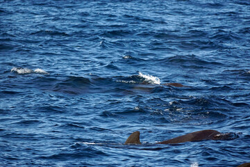 Fototapeta premium pilot whale in the indian ocean