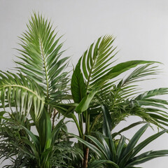 Fototapeta premium palm tree leaves
