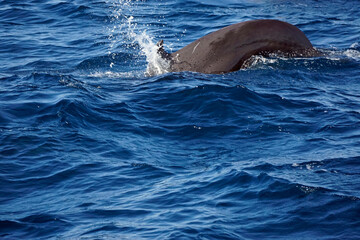pilot whale in the indian ocean