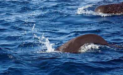 dolphin watching tour in mirissa