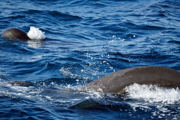 Fototapeta premium dolphin watching tour in mirissa