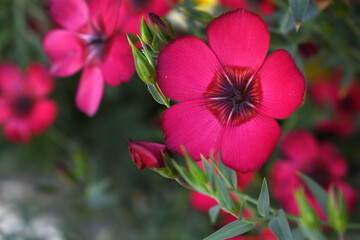 Linum Grandiflorum Rubrum Scarlet Flax bloomed in the garden on a flower bed, Red Linum...