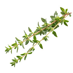 Thyme sprig isolated on a transparent background